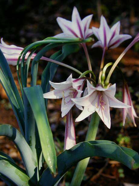 C. bulbispermum